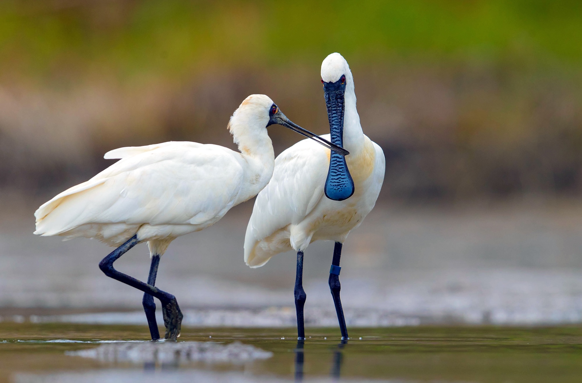 Macao team on a bird watching competition